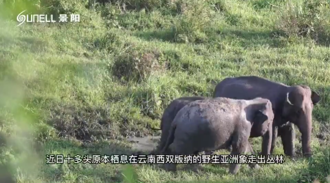 全球关注“一路象北” SB时博·(中国)体育官方网站热成像助力野生动物保护